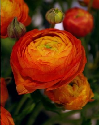 Ranunculus Aviv Orange 