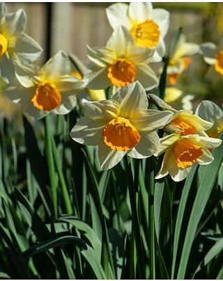 Narcissus Sempre Avanti
