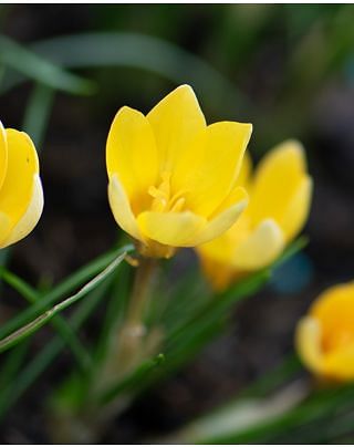 Crocus Chrysanthus Fuscotinctus Bulbs