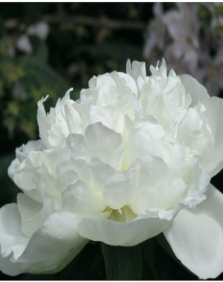 Peony Duchesse De Nemours Bulbs