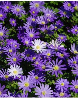 Anemone Blanda Mixture