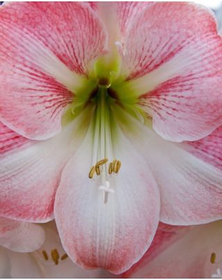 Amaryllis Apple Blossom 