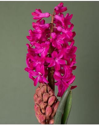 Prepared Hyacinth Jan Bos