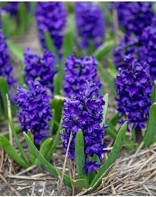 Hyacinth Peter Stuyvesant