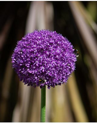 Allium Ambassador