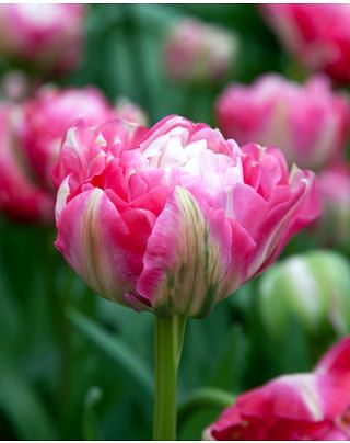 Tulip Double Sugar