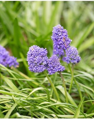 Muscari Armeniacum Blue Spike