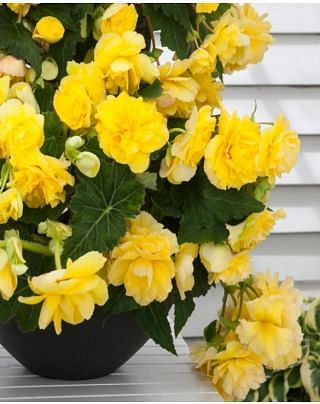 Begonia Odorosa Yellow Flame Bulbs