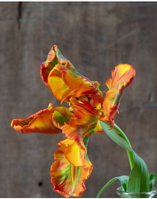 Tulip Rasta Parrot 