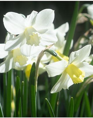 Narcissus Pueblo