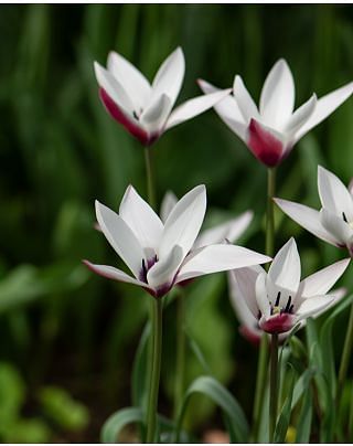 Tulip Clusiana Peppermint Stick Bulbs