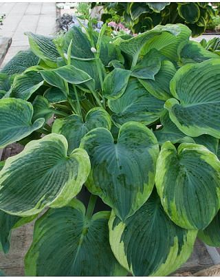 Hosta American Halo