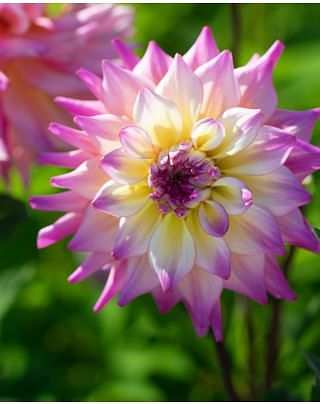 Dahlia Bahama Mama