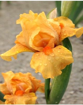 Iris Germanica All Right