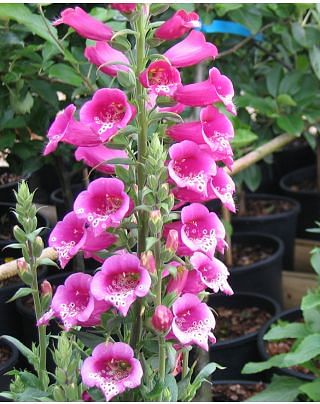Digitalis Virtuoso Rose
