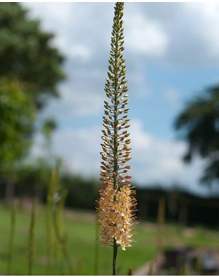 Eremurus Romance Bulbs