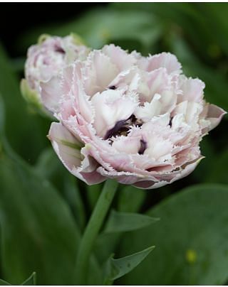 Tulip Sugar Crystal Bulbs