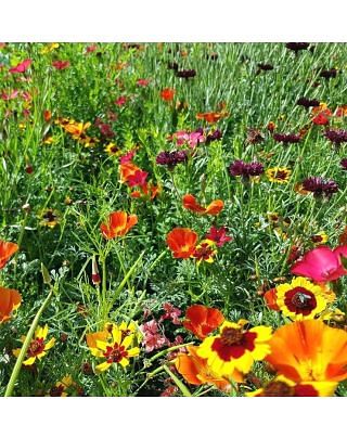 Velvet Seed Collection