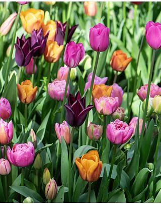 Salsa Dance Tulip Collection