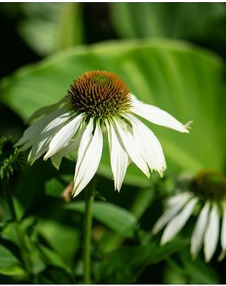 Echinacea White Swan