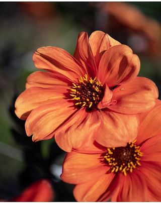 Dahlia Bishop of Oxford ® Bulbs