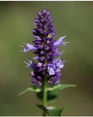 Agastache Black Adder