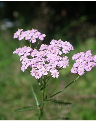 Achillea millefolium Lilac Beauty