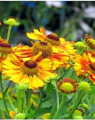 Helenium Sahin's Early Flower