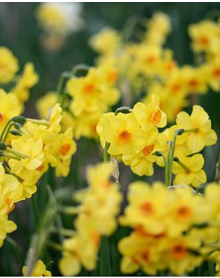 Narcissus Martinette Bulbs