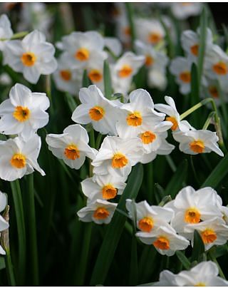 Narcissus Geranium Bulbs