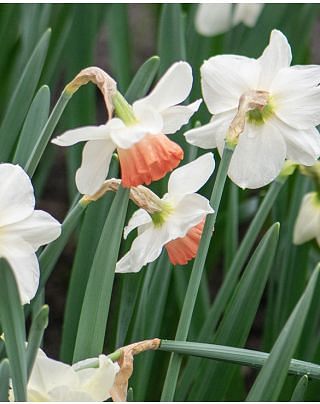 Narcissus Pink Charm Bulbs