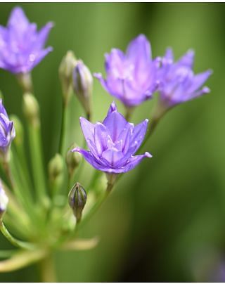 Triteleia Aquarius (Brodiaea) Bulbs