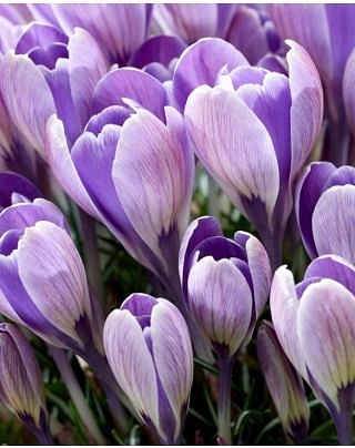Crocus Striped Bird Bulbs