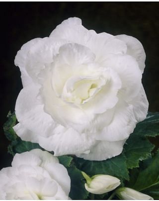 Begonia Double White Bulbs