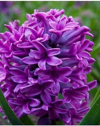 Hyacinth Miss Saigon Bulbs