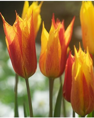 Tulip El Nino