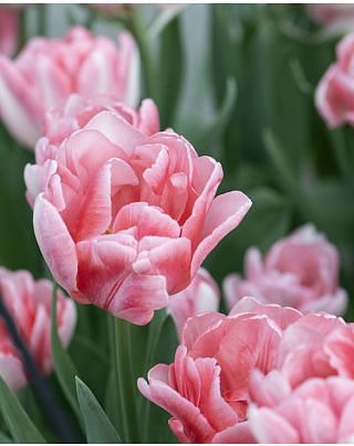 Tulip Foxtrot