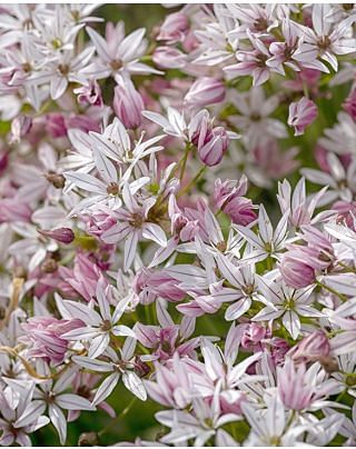Allium Cameleon Bulbs