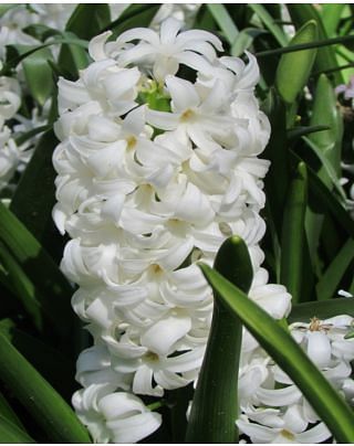 Hyacinth Carnegie