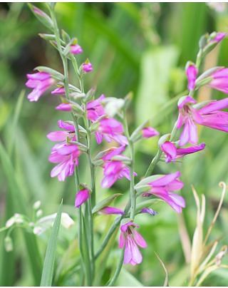 Gladiolus Byzantinus Subsp Italicus