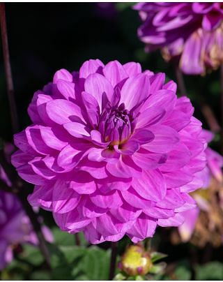 Dahlia Karma Lagoon ® Bulbs