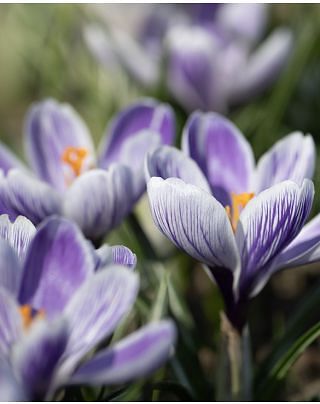 Crocus Pickwick