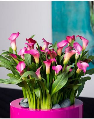 arum♡ Amazon.com : QAUZUY GARDEN 200 Rare Purple Orchid Seeds