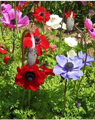 Coronaria De Caen Mixture  Bulbs