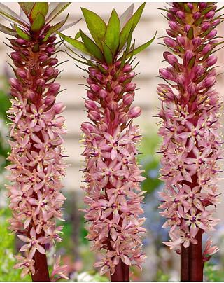 Eucomis Red Devil 