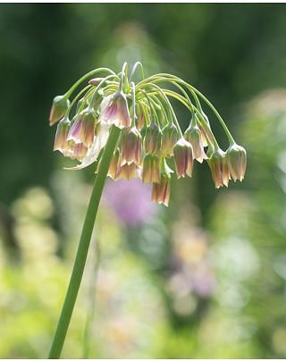 Allium Nectaroscordum Siculum Bulbs