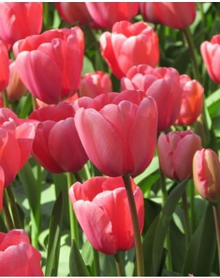 Tulip Pink Impression Bulbs