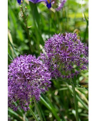 Allium Violet Beauty (Stipitatum) Bulbs