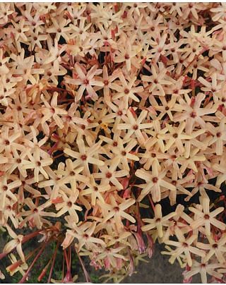 Ixia Eos Bulbs