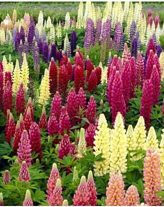 Lupinus Russell Hybrids